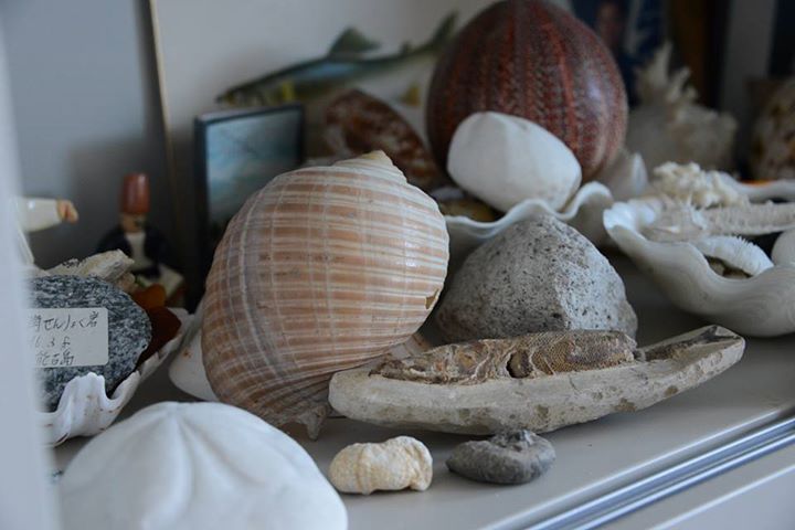 4 海辺の宝石！貝殻コレクション （１） – いいね！Hokudai