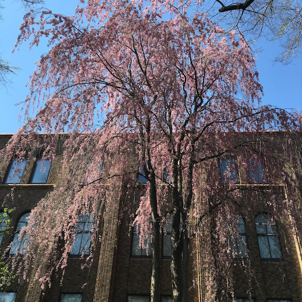 2016年 札幌キャンパス 5月の花さがし – いいね！Hokudai