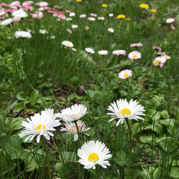 16年 札幌キャンパス 5月の花さがし いいね Hokudai