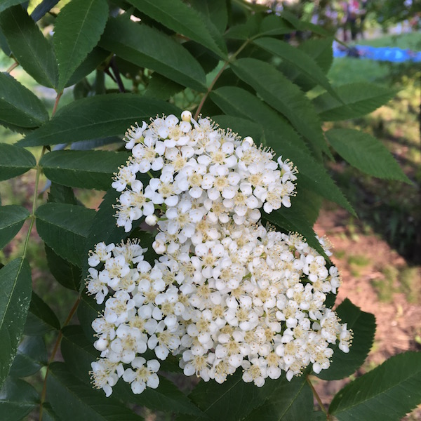 16年 札幌キャンパス 5月の花さがし 3 いいね Hokudai