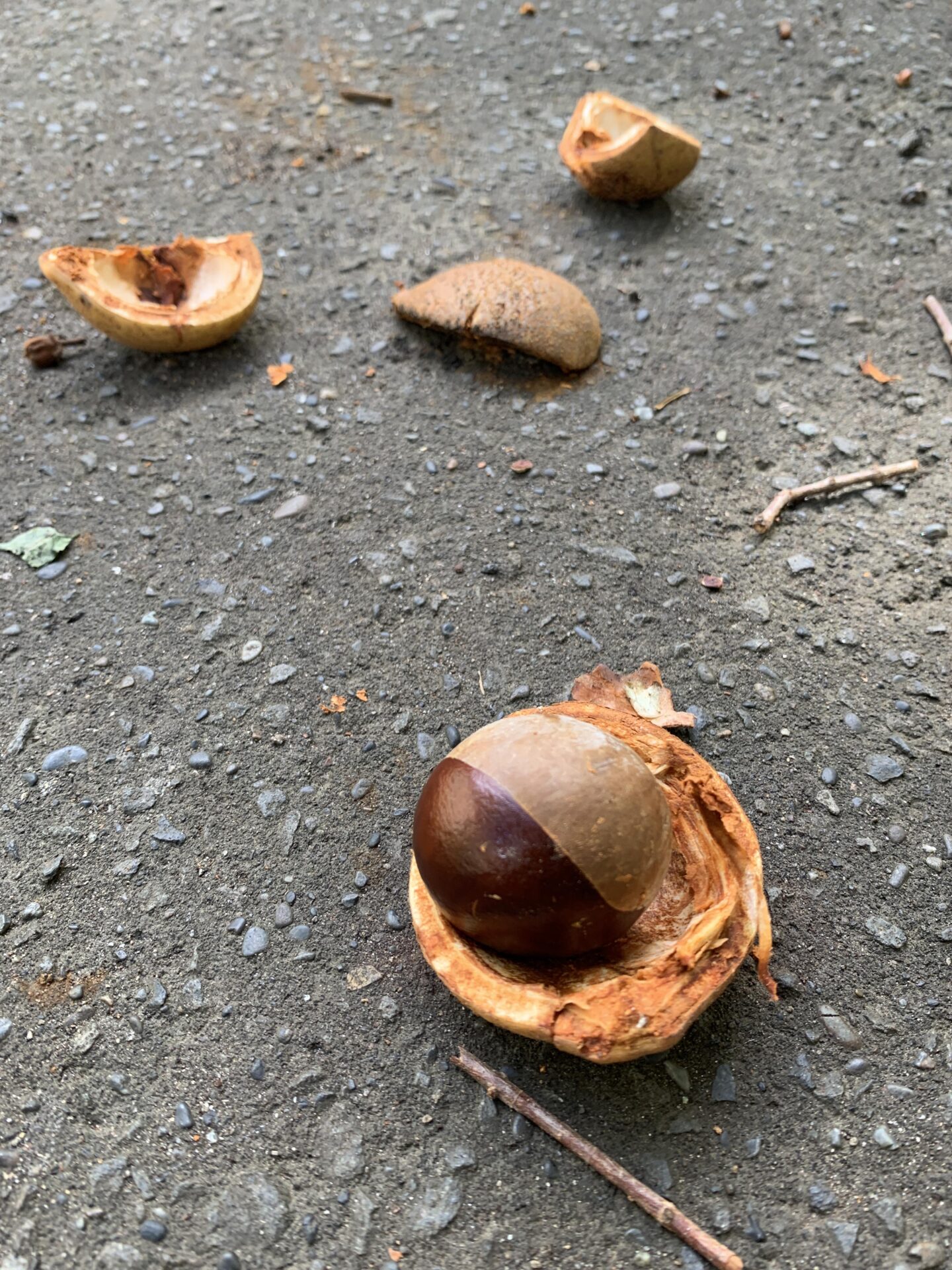 くりなま とは – クリナム 育て方 | 【栗は野菜なのか果物なのか?】栗の分類と栄養について解説 – OSHW