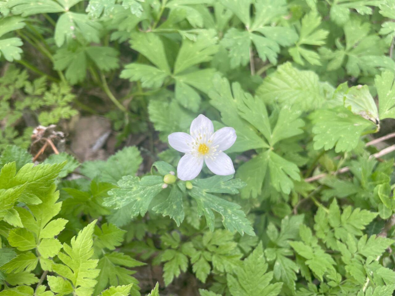 毒花 毒がある？毒がない？ – いいね！Hokudai