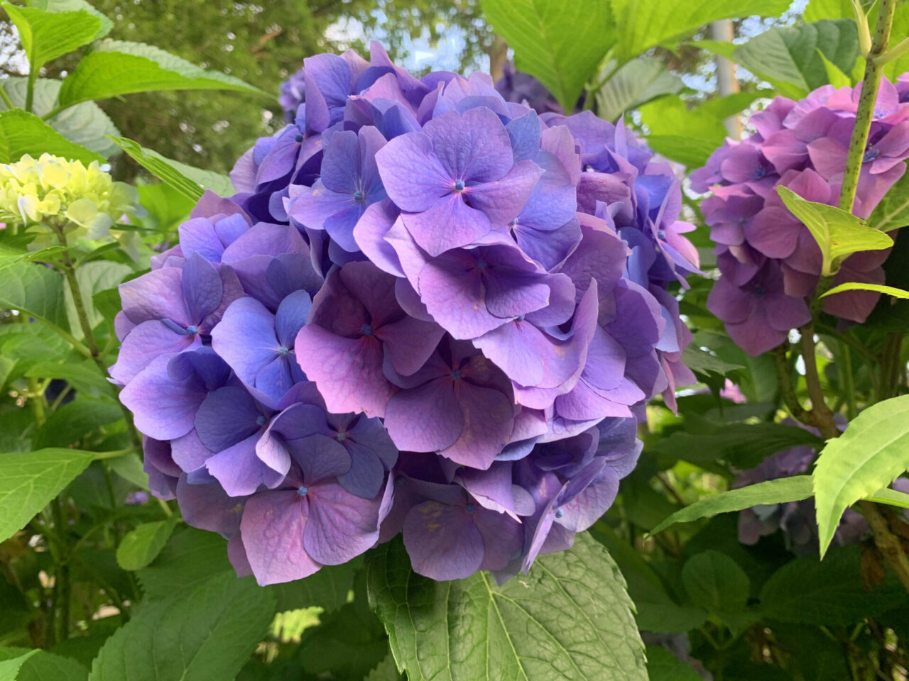 紫陽花のグラデーション – いいね！Hokudai