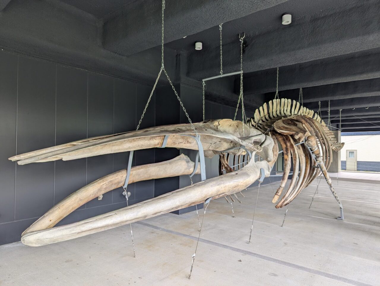 大きなクジラがお出迎え――水産科学未来人材育成館 – いいね！Hokudai