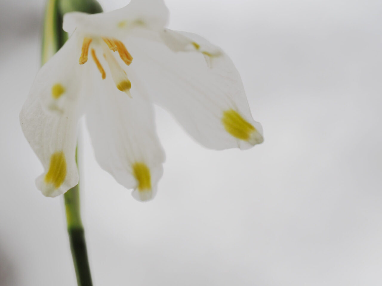 春一番に咲く花ってなんだろう – いいね！Hokudai