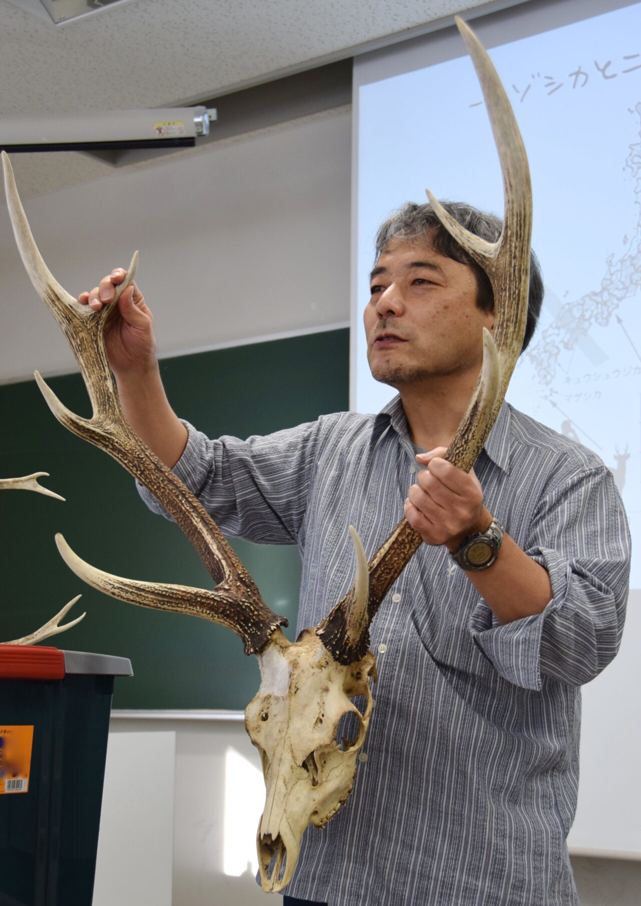 キュウシュウジカの角(頭骨付き)① 行動・生態 ｜ 一般財団法人奈良の