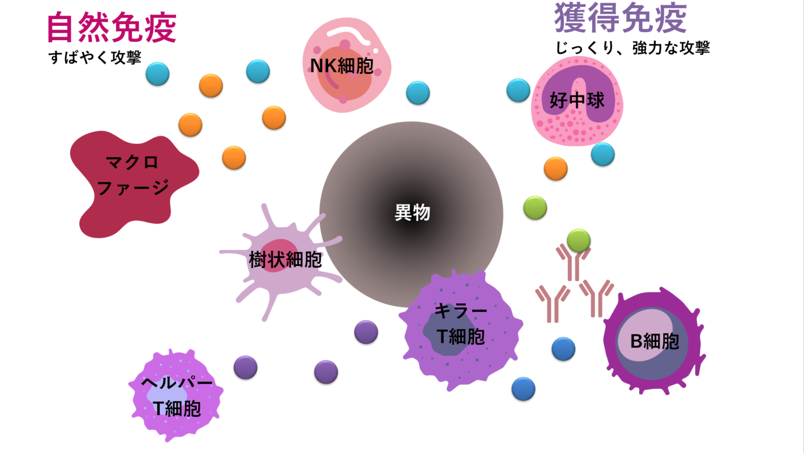 免疫システムとサイトカインの図